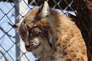 Музей диких котів в парку природи Беремицьке